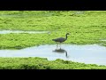 4k クロサギ（1）留鳥／黒色型と白色型（石垣島） eastern reef heron wild bird 野鳥 動画図鑑