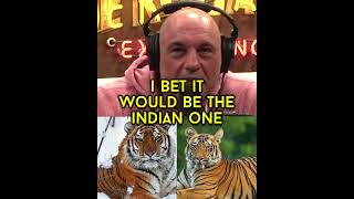 🎬 SIBERIAN TIGER VS INDIAN TIGER #shorts 🎬 No.1805