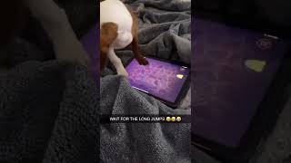 iPad dog‘s aggressive jumps 💀🤣 (via ipadollie/IG, carma634/TT) #shorts