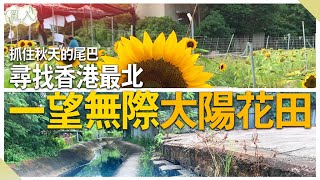 【日日超市】亂入｜抓住秋天的尾巴｜尋找香港最北｜一望無際太陽花田🌻 2020.11.13