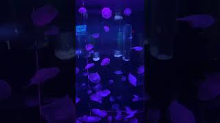 Mesmerizing Jelly fish