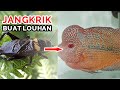 Apakah Jangkrik Bagus Untuk Pakan Ikan Louhan Dan Apa Efek Serta Manfaatnya???