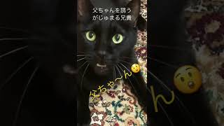 呼びかけるがじゅまる兄貴　#ねこ #cat #ねこのいる生活 #funny #ねこ部 #animal #父ちゃん #catlover #cute #くろねこ #がじゅまる#かわいい猫