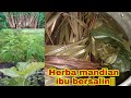 Herba mandian ibu bersalin||herba kampung