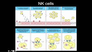 Immunology: NK cells, macrophags, and dendritic cells