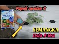 Cara pemupukan semangka -2 | pupuk penyubur tanaman agar tidak kurus