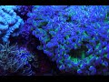 12 Gallon Nano Reef Aquarium at Elite Reef of Denver Colorado