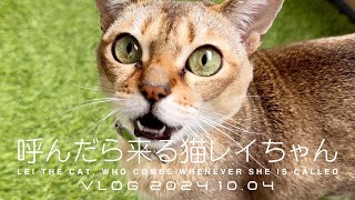 【VLOG 2024.10.04】呼んだら来る猫レイちゃん | Lei the cat, who comes whenever she is called【シンガプーラ】