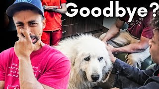 Heartbreaking Decision 💔 An Emotional Vet Visit…😢 What Now?