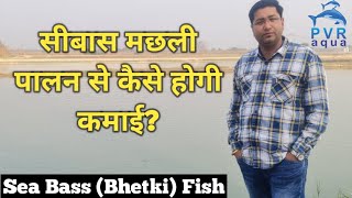 Sea Bass मछली की पूरी जानकारी। Sea Bass - Bhetki Fish Farming Full Information। PvrAqua