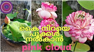 #sale |#gardentour|എത്തിപ്പോയി pink സുന്ദരി |pink cloud lotus