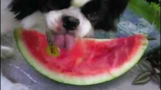 犬はスイカを食べる。- Dog eats watermelon.