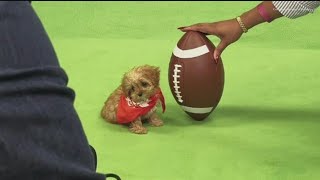 Four Georgia pups competing in Puppy Bowl 2024
