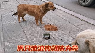 流浪狗相依为命互相取暖，小伙送去食物和水，饿坏的它们狼吞虎咽【奶爸阿天】