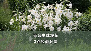 百合生球爆花，3点经验分享