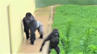 シャバーニ家族 571 Shabani family gorilla