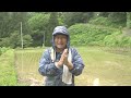 for over 120 years traditional japanese houses will be restored. 6 experience rice planting