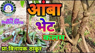 आंबा भेट कलम/Mango Sapodilla Tree Grafting / Aamba Bhet Kalam