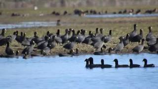 Gallareta Chica (Fulica leucoptera)