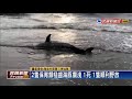 2隻海豚擱淺、頭猛撞沙灘 海巡員獲報搶救－民視新聞