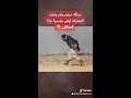 اشجع مقاتل عربي