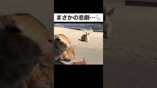 うさぎに襲い掛かったまさかの悲劇