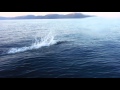 Dahl Porpoise in Prince William Sound