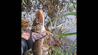 Jesienne łowy 😉 #fishing #pike #pikefishing #grzybobranie #fishing #wędkarstwo #fishingvideo #grzyby