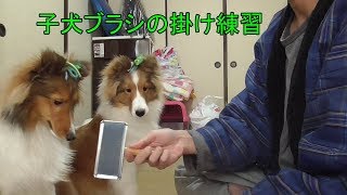 【可愛いシェルティ】子犬のブラシ掛け練習