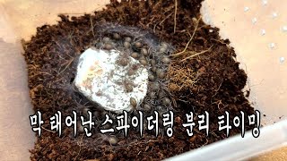 [벌러지닷컴] 타란튤라의 알집을 열었더니 스파이더링? 언제 분리하면 좋을까?!