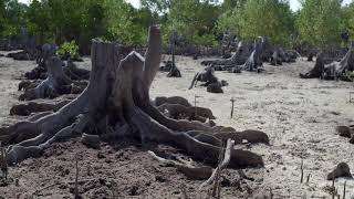 Deforestation of the mangroves of Ankindranoke