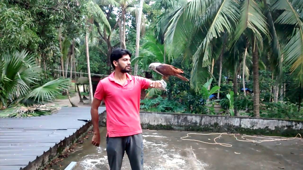 Training Eagle Youtube