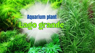 Lago grande aquarium plant