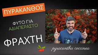 Πυράκανθος. Ιδανικό φυτό για αδιαπέραστο φράχτη και χρώμα μέσα στο χειμώνα.