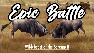 Epic Wildebeest Battle (2021 edit) Africa | Serengeti