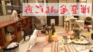 【16匹の争奪戦】保護猫カフェの夜ご飯　さあさあどうなる～笑