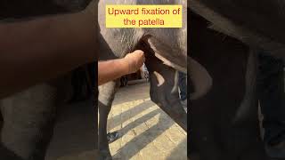 Upward fixation of the patella l MPD l Dr Umar Khan