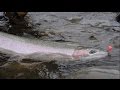 Restoration of the Skagit River's Barnaby Slough