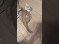 カリン🐼🆚チビ😸 プロレス 睨み合い cat cutecat ねこ 猫 スコティッシュフォールド shortvideo