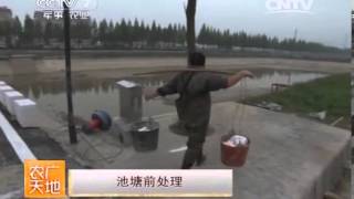 20140323 农广天地 麦瑞加拉鲮鱼养殖技术