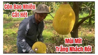 Cắt Mít Ruột Đỏ vườn nhà giao cho bà con cô bác ở xa