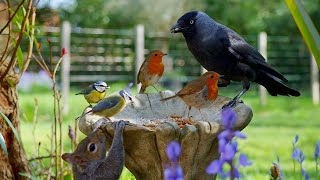 Cat TV 🕊️ Birds & Squirrels Feast on a Garden Ornament 🐿️ Wildlife Videos for Cats 4K