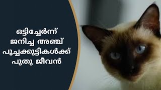 ഒട്ടിച്ചേര്‍ന്ന് ജനിച്ച പൂച്ചക്കുട്ടികള്‍; പിന്നീട് സംഭവിച്ചത്