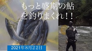 もっと盛期の鮎を釣りまくれ！！！