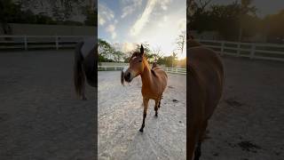 Best horses ever | Happy horses \\ Funny animals | horse lover | Horses at the ranch