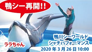 鴨シー再開！！【2020年3月26日10:00　鴨川シーワールド　シャチパフォーマンス】