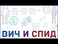 ВИЧ и СПИД - патогенез, причины признаки, симптомы, передача