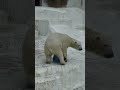 自意識過剰💗ホウちゃん ホウちゃん ダイブ 天王寺動物園