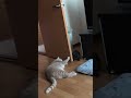 大きな猫にちょっかいを出す子猫ｗ shorts