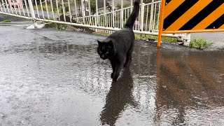 坂道で追いかけてくる黒ねこちゃん　No.５９８　２０２４年　４月９日　１７：００　のくろねこちゃん　black cat